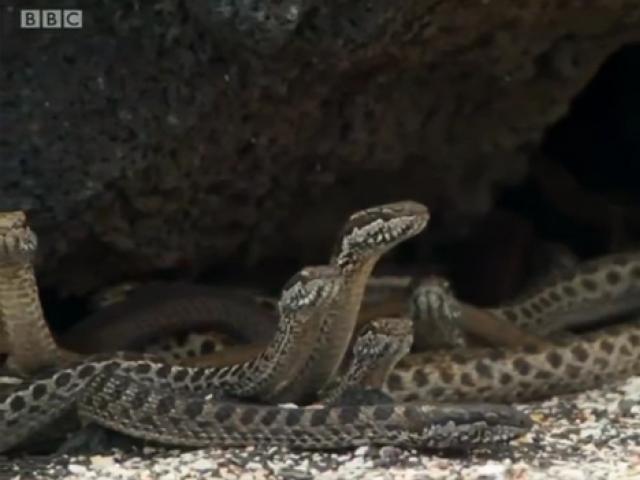 Биологи прокомментировали бой игуаны со змеями: 
